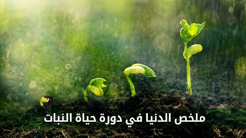 ملخص الدنيا في دورة حياة النبات الأمثلة القرآنية للدنيا أمثلة الدن